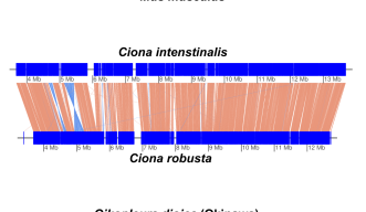 Ribbon charts comparing chromosomes across species