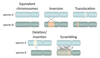 Illustrations of common genomic rearrangements
