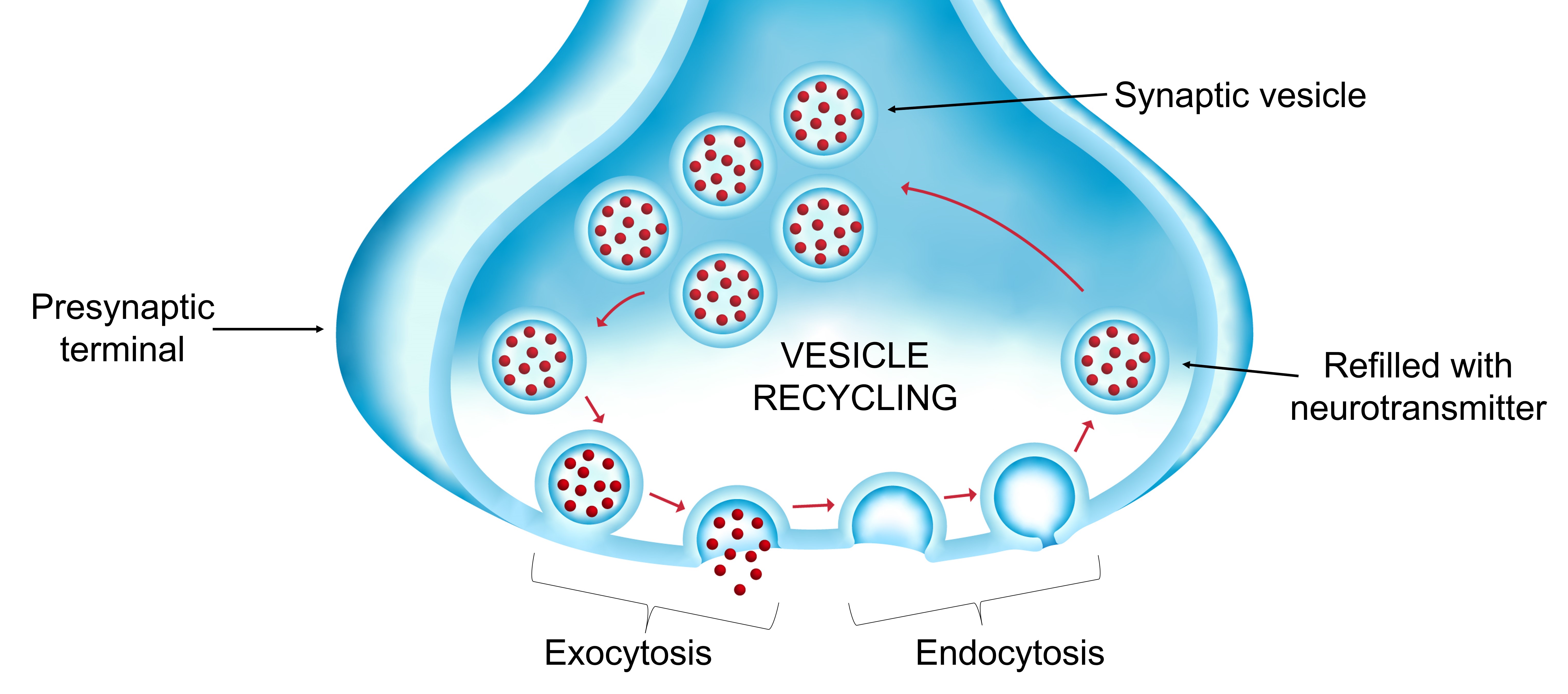 endocytosis steps