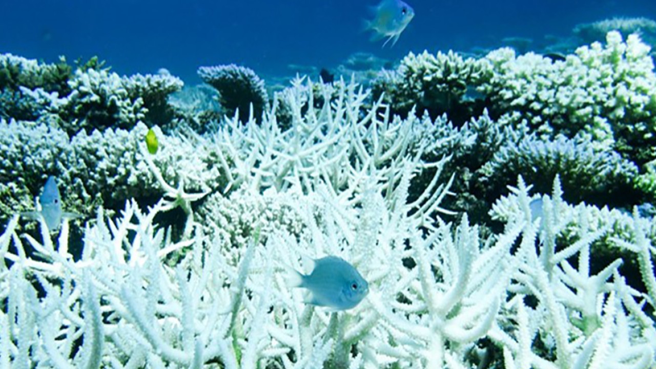 サンゴの細胞が褐虫藻を飲み込んだ瞬間を観察 | 沖縄科学技術大学院