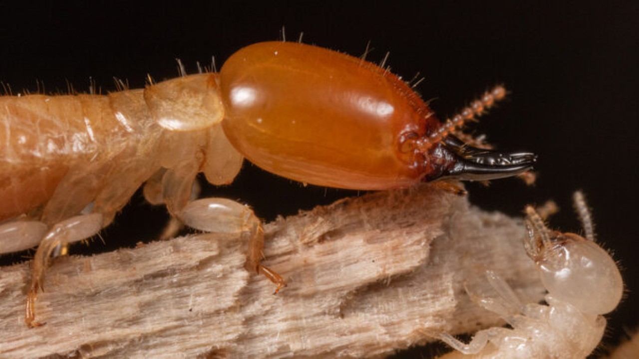 A family of termites has been traversing the world's oceans for