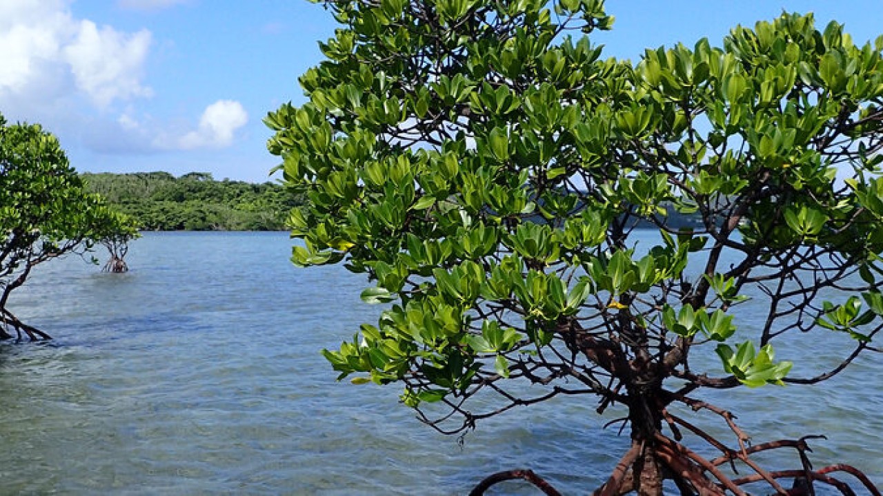人類にとって重要な役割を果たすマングローブの保全を目指して | 沖縄