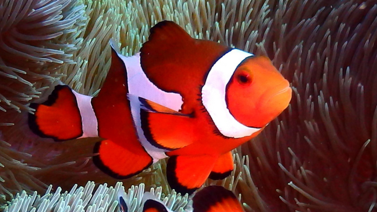 サンゴ礁の魚類群集構造に色彩パターンが影響を与えていることが判明 | 沖縄科学技術大学院大学（OIST）