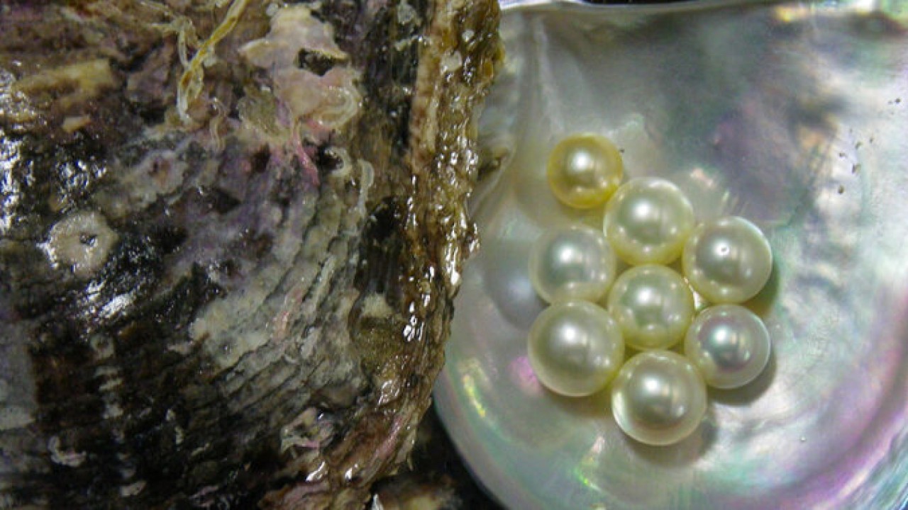 oyster pearl formation