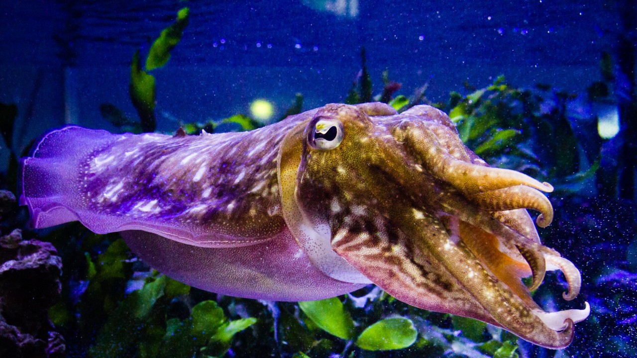 Cuttlefish camouflage: more than meets the eye | Okinawa Institute