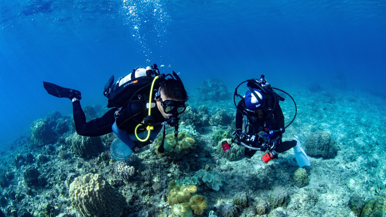 Divers studying Coral Reef