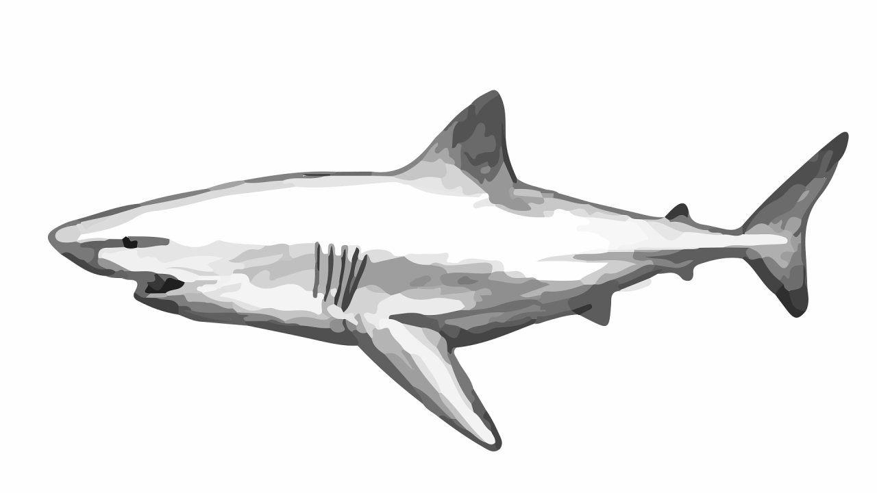 Shark image (Pixabay @aslan3494)