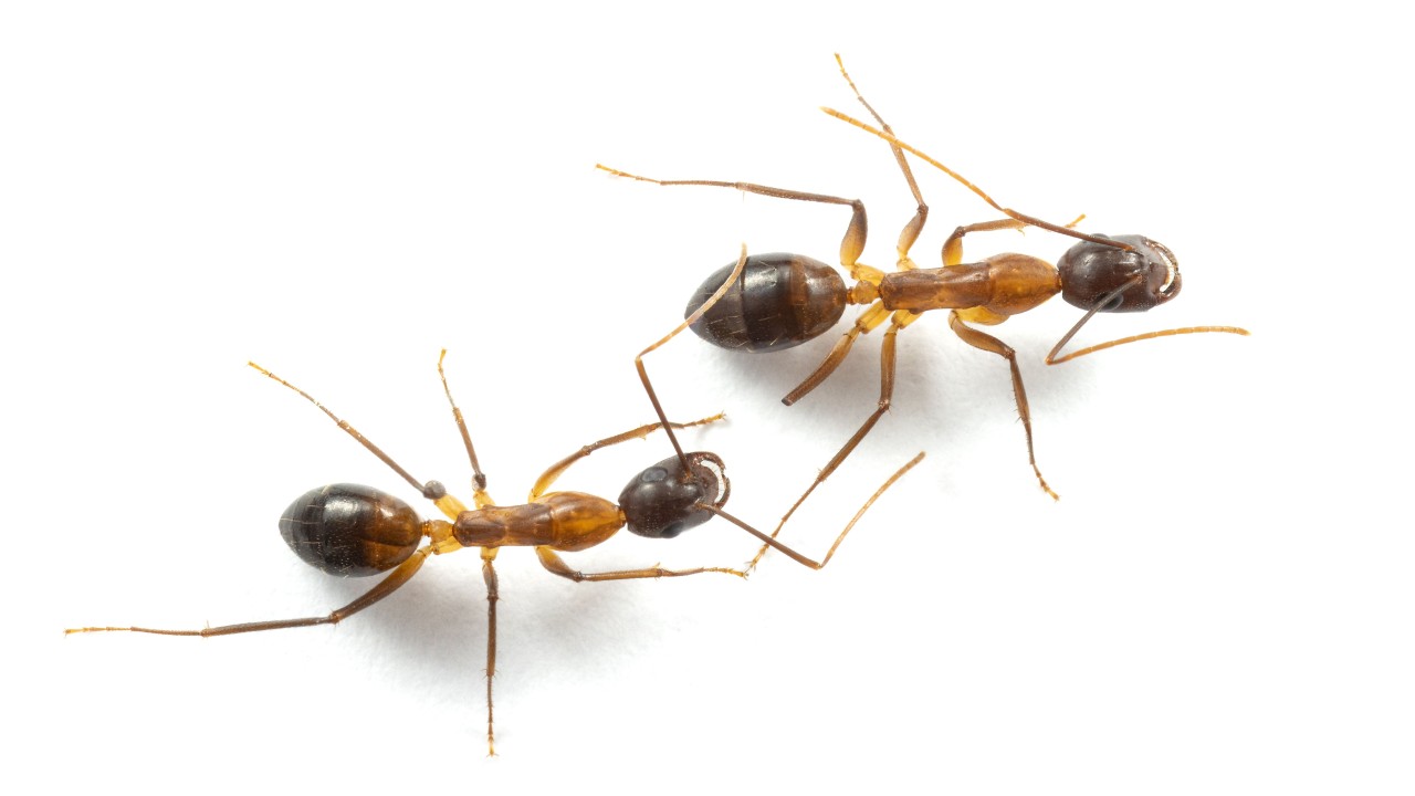 Ants performing an amputation