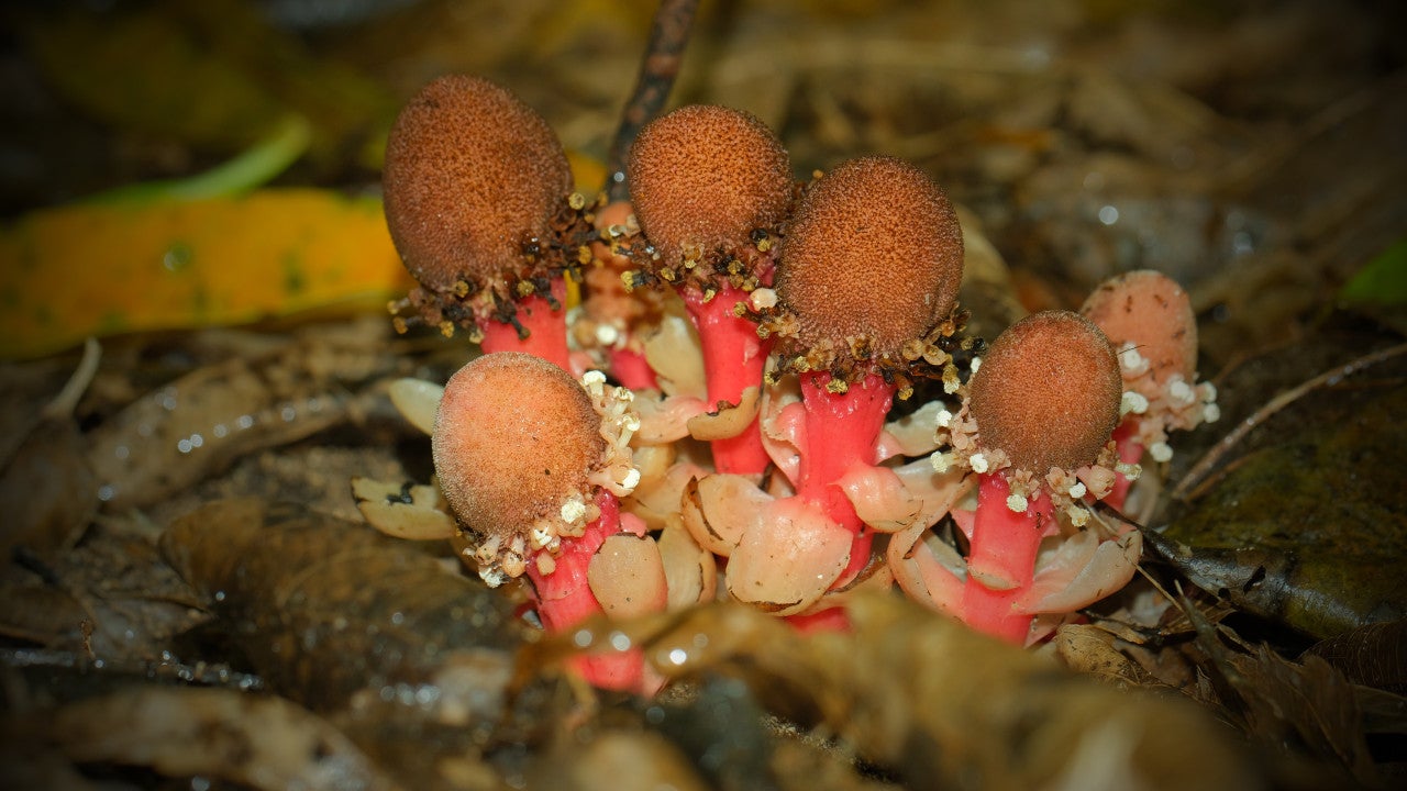 a parasitic plant, Balanophora fungosa from Ishigaki