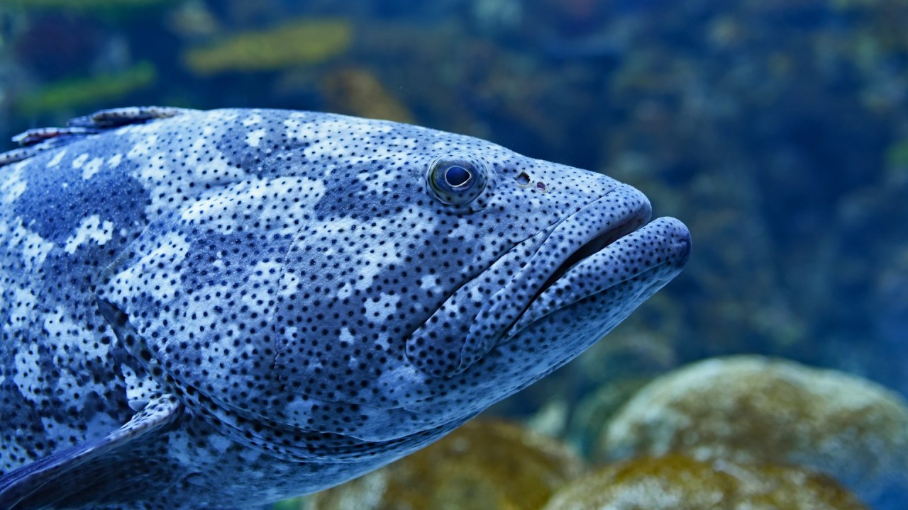 Malabar grouper header image David Clode Unsplash