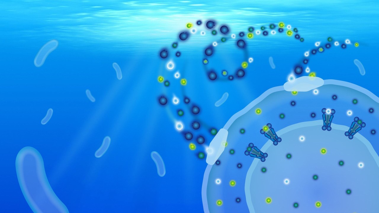 Artist impression of the transport proteins of SAR11 bacteria.