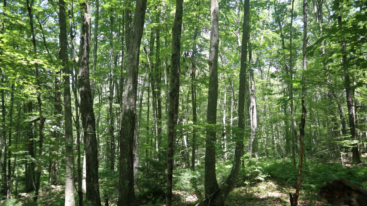 Forest with trees with green leaves