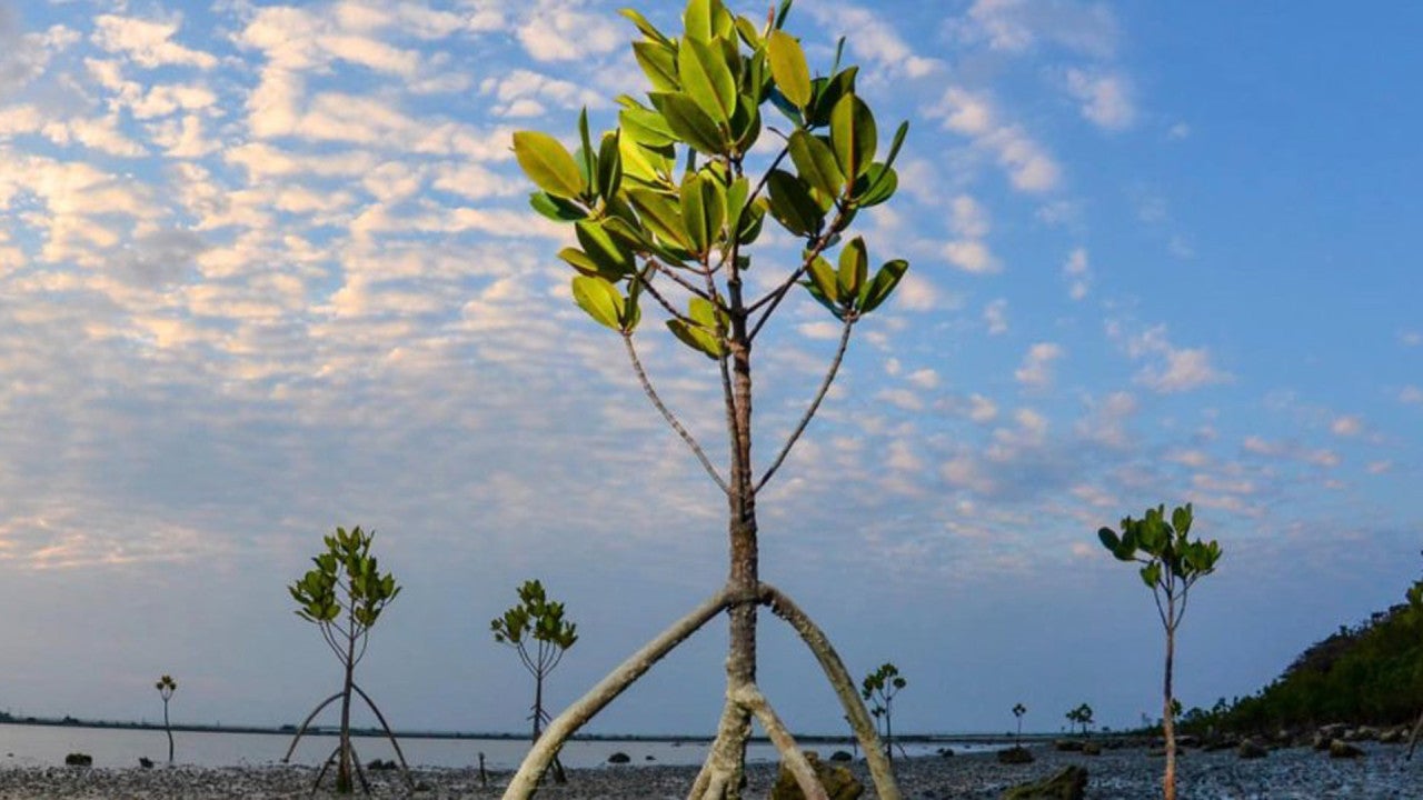 stg_matin_mangrove
