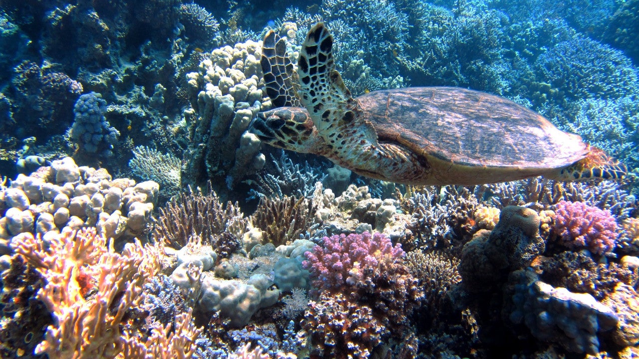 Coral header image - eDNA sampling with Mini-ROVs