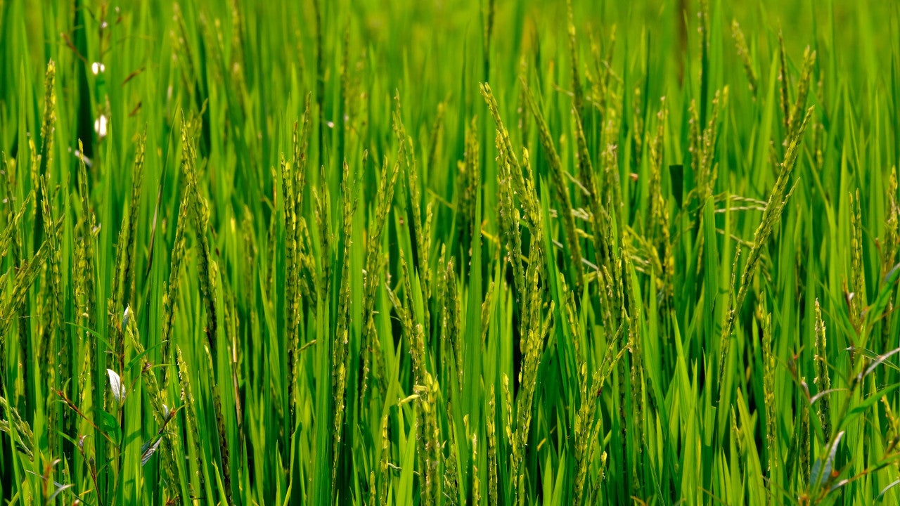 rice field