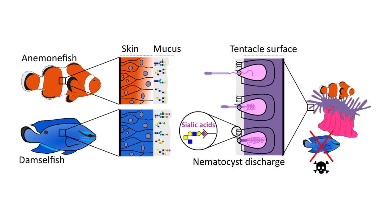 Reduced sialic acid levels help anemonefish avoid stings from sea anemones