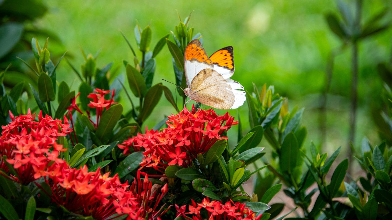 orange butterfly on red flower