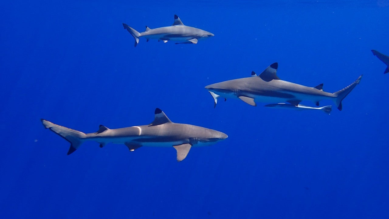 Shark image Thomas Borb Unsplash