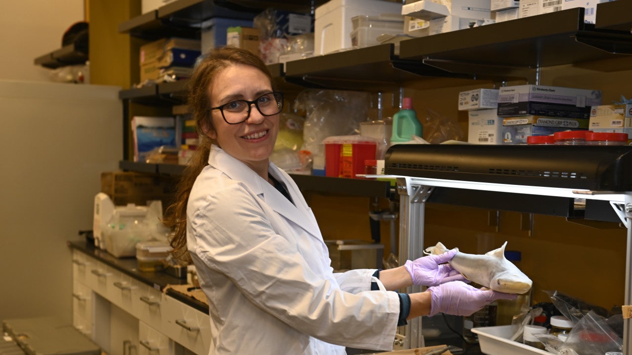 Dr. Fabienne Ziadi-Künzli collects shark samples for life history studies at OIST