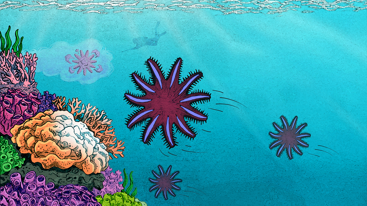 Graphic illustration of the research story, showing a stylized crown-of-thorns starfish in a coral reef under attack getting baited with a cloud of nice-smelling pheromones to an awaiting diver with an injection rod. 