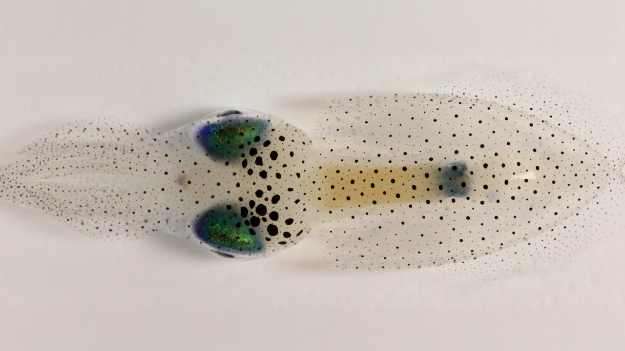 Image of oval squid, viewed from above on a white background