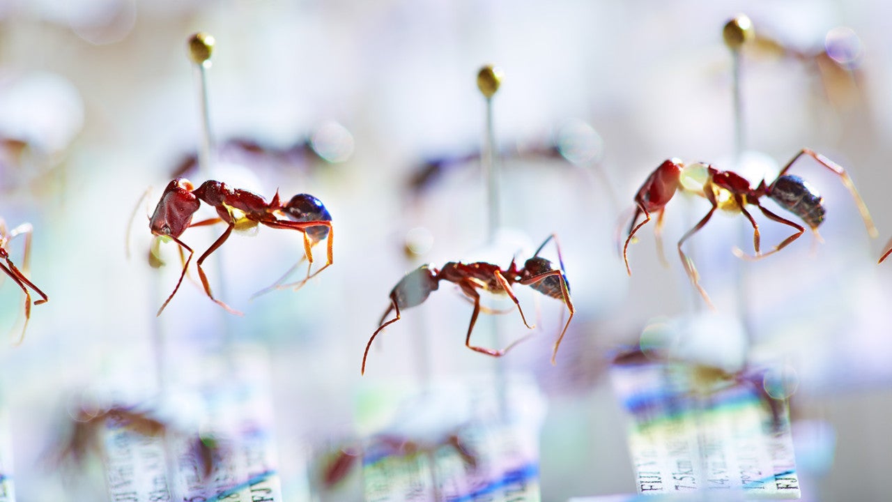 Rows of pinned ants sit above detailed information cards about each specimen