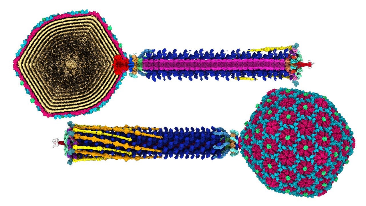 Full bacteriophage structure mapped by cryo-EM