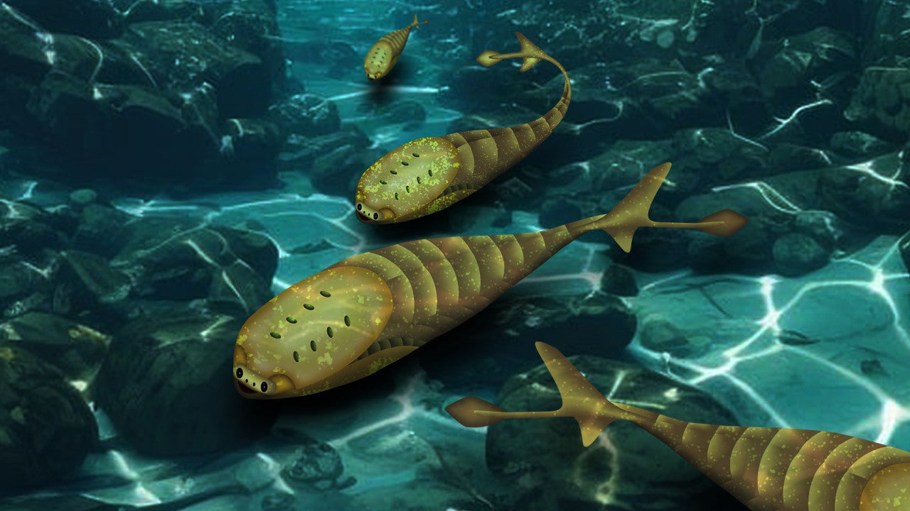 A graphical illustration of the ancient, jawless Sacabambaspis, which measured around 25 cm in length, and features a prominent head-shield, and eyes at the very front.