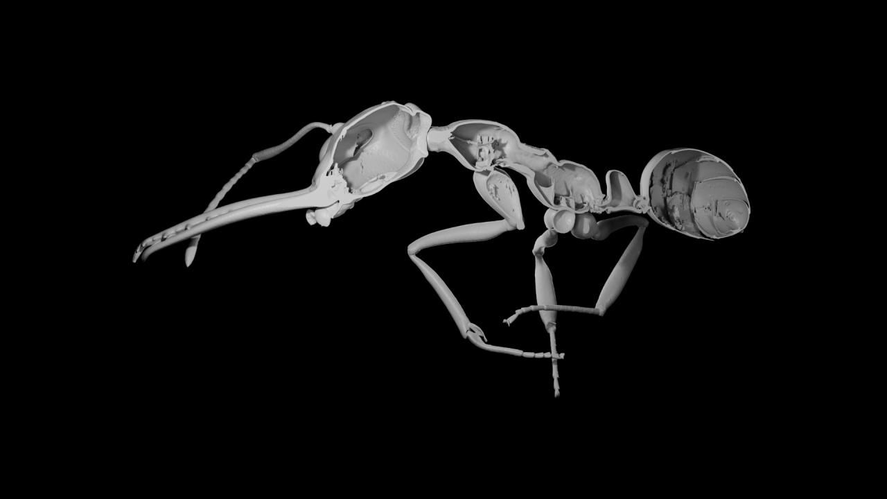 3D reconstruction of the exoskeleton of an ant worker (Myrmoteras sp.) from x-ray tomography.
