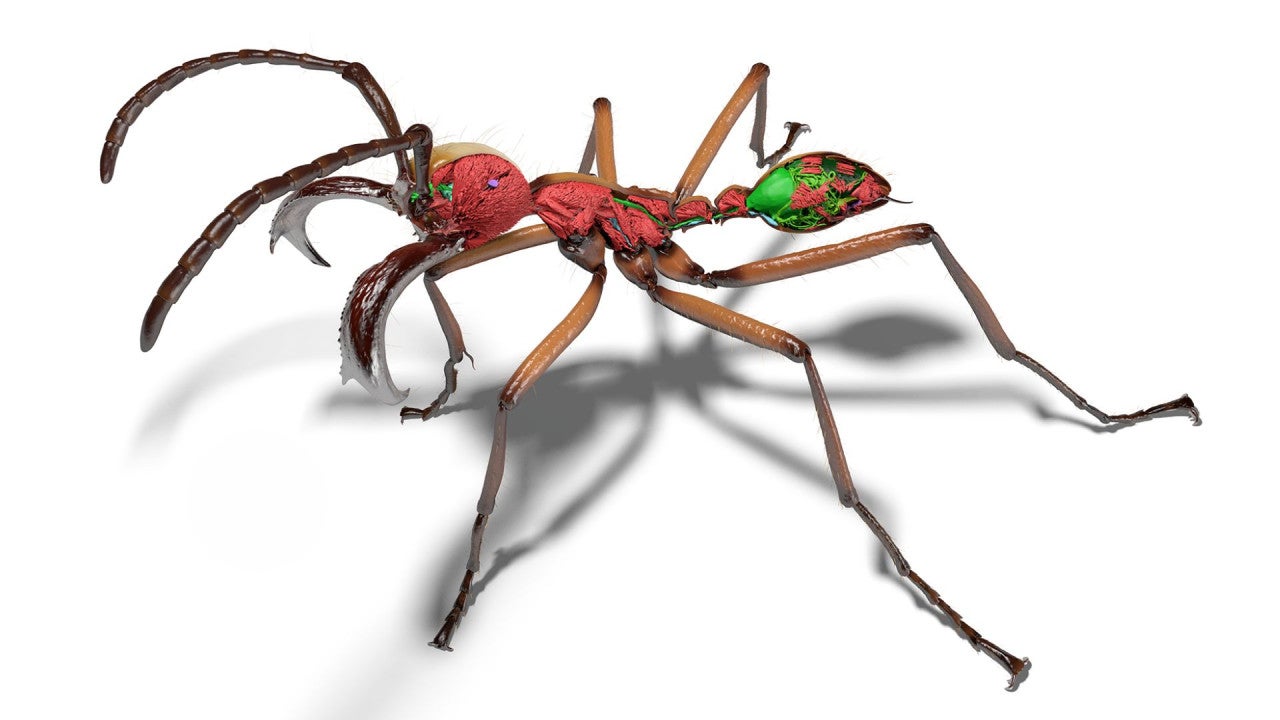 A 3D model of a soldier ant, showing its morphology in very high detail. Portions of its exoskeleton have been digitally removed, revealing high-resolution renderings of its muscles, nervous system, gastrointestinal tract, and stinger apparatus.