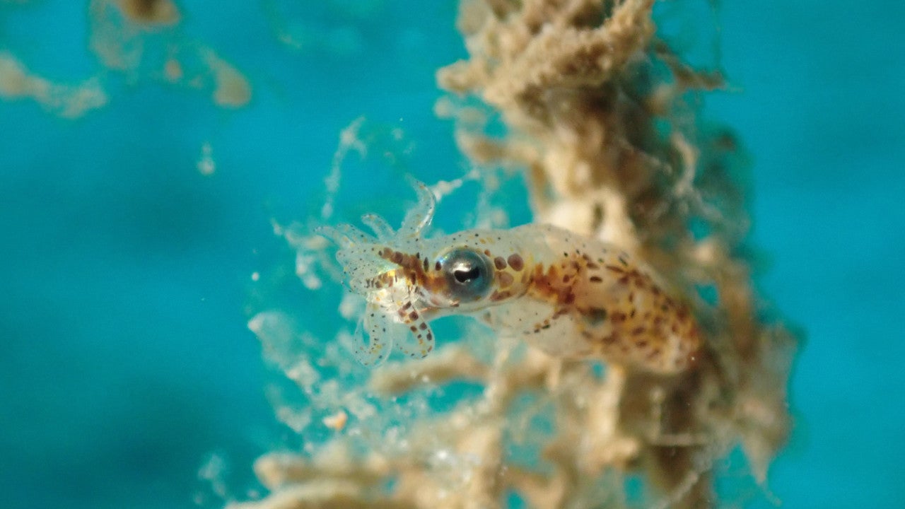 pygmy squid (Idiosepius sp.)