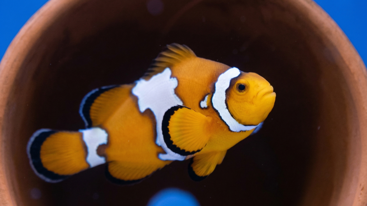 A clownfish with a snowflake mutation, resulting in three symmetrical but wavy patches of white with a black outline, which are distinct from the orange coloring of its body.
