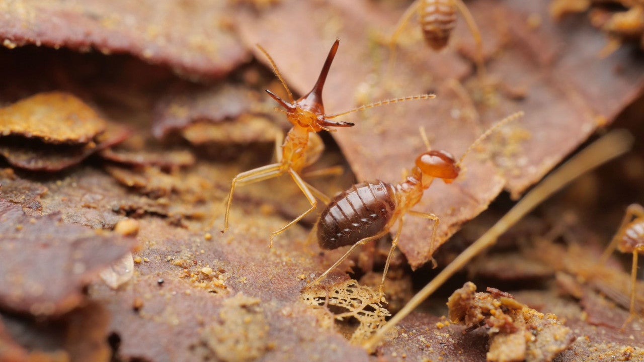 A macroshot of two termites, one with a long nasal horn posturing in front of the camera, the other walking away. Both are standing on leaf litter.