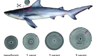 Virtual shark age estimation