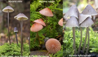 Examples of Mycena mushrooms with massive gene duplications 