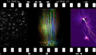 Principles of Synapse Organization and Neural Network Regulation Gained Through Evolution