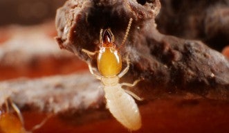 Coptotermes gestroi soldier
