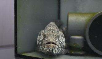 A Malabar grouper at OIST’s Marine Science Station 