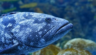 Malabar grouper header image David Clode Unsplash