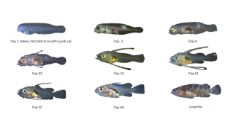 Larval and juvenile Malabar groupers at various developmental stages