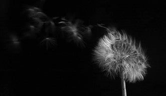dandelion dispersing seeds