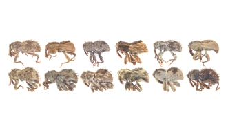 12 new weevil species header image 20241030