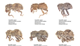 12 new weevil species have been discovered in Japan, Malaysia, Vietnam, and Taiwan 