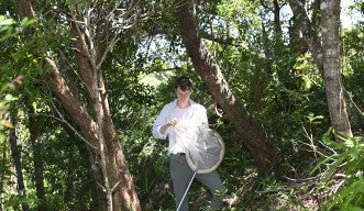 Jake Lewis searches for weevils on Okinawa Island