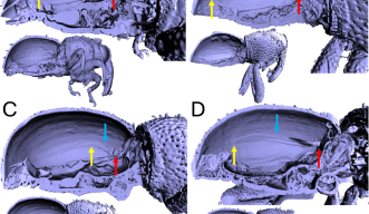 X-ray microtomography generated 3D models of weevil species 