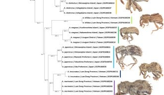 Phylogenetic tree of eight Aphanerostethus species