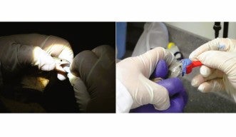 Fish-friendly dentistry header image
