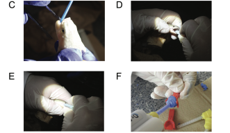 Step-by-step process of taking fish teeth impressions