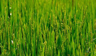 rice field