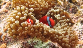 The tomato anemonefish (Amphiprion frenatus) in a bubble tip sea anemone (Entacmaea quadricolor) 